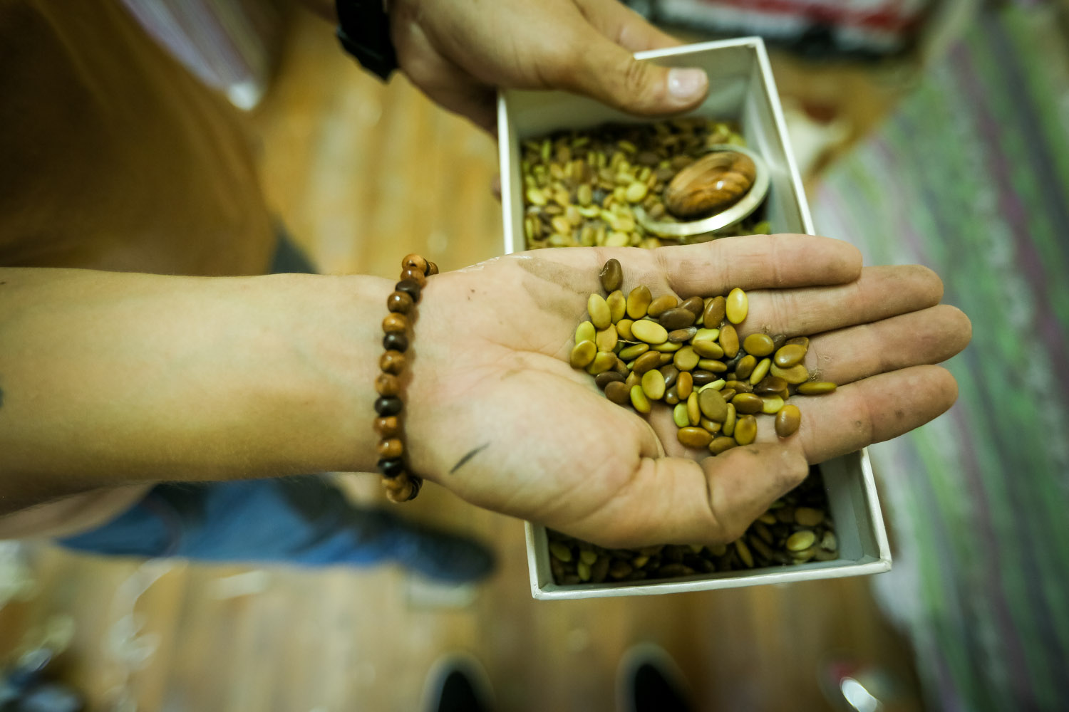 Acacia beans also figure in Elkhan Karimov’s works