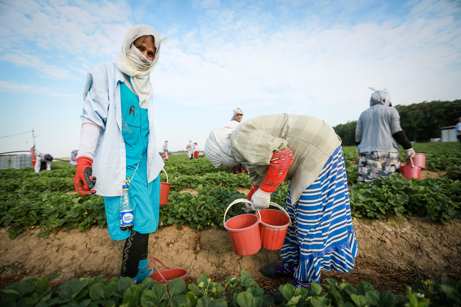 Artıq sahələrdən 3 dəfə dərim həyata keçirilib