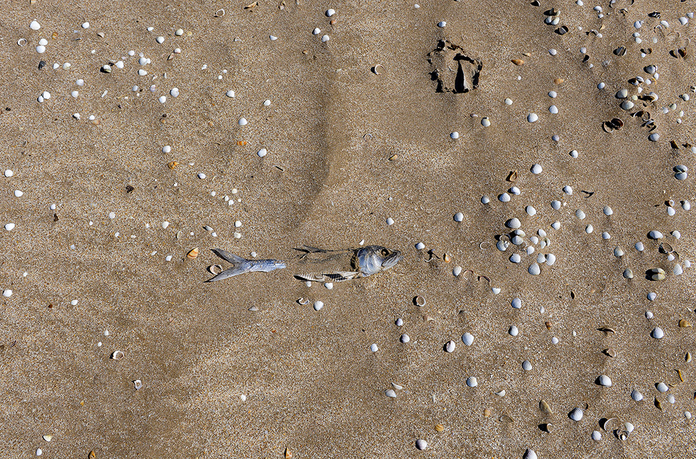 CHimerlik movzumu (10).jpg