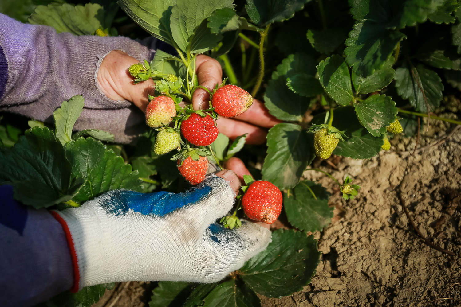 Çiyələk istehsalçılarının dediklərinə görə, hava şəraiti məhsuldarlığı aşağı salmaqla yanaşı, meyvənin ölçüsünə də mənfi təsir göstərib