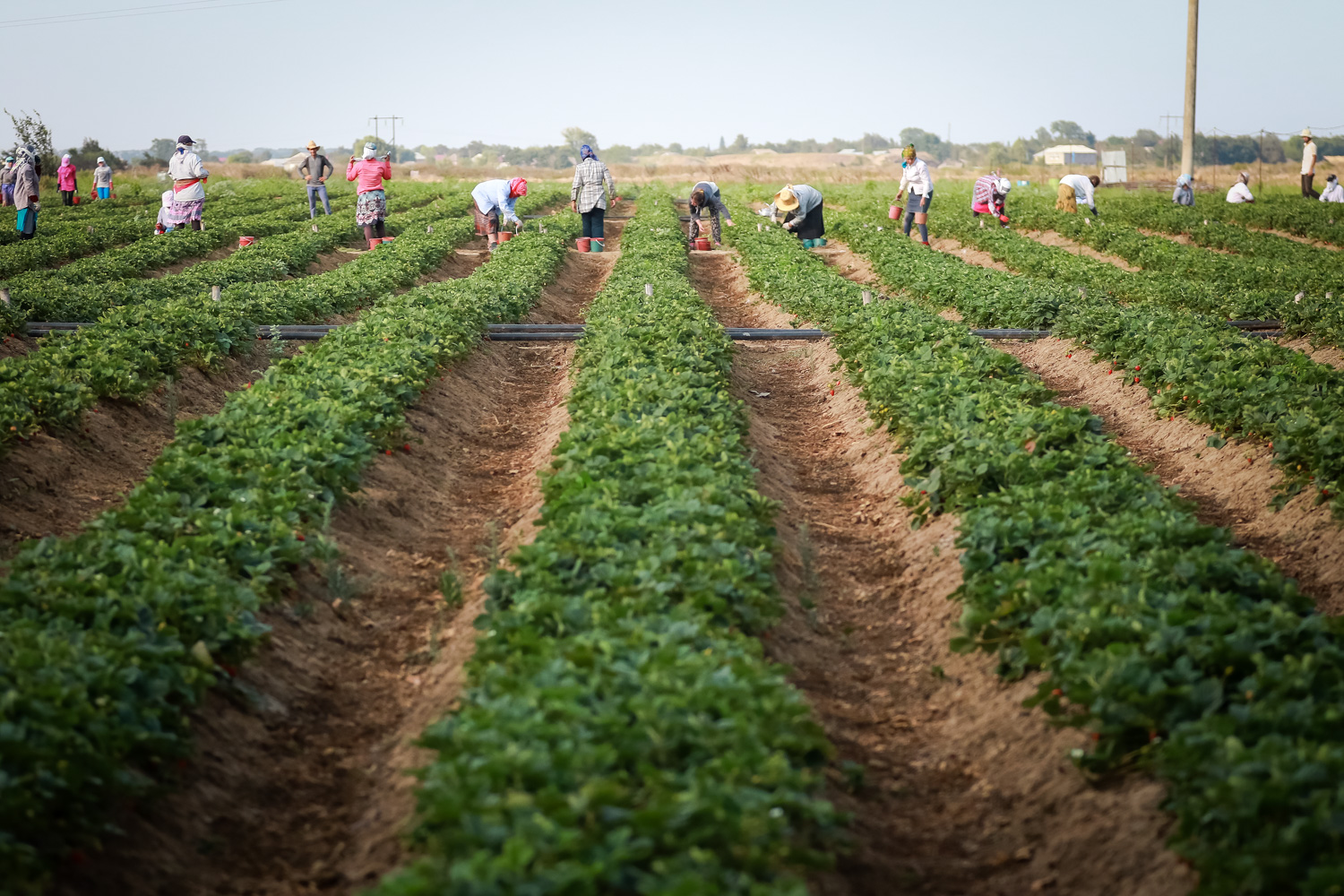 Çiyələk yığımı may ayından başlayaraq sentyabra qədər davam edir