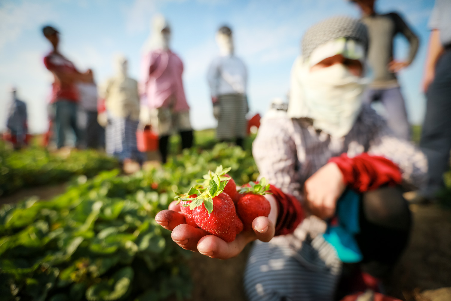 Çiyələk yığımı üçün fəhlələr səhər 9-dan axşam 6-ya kimi işləyirlər