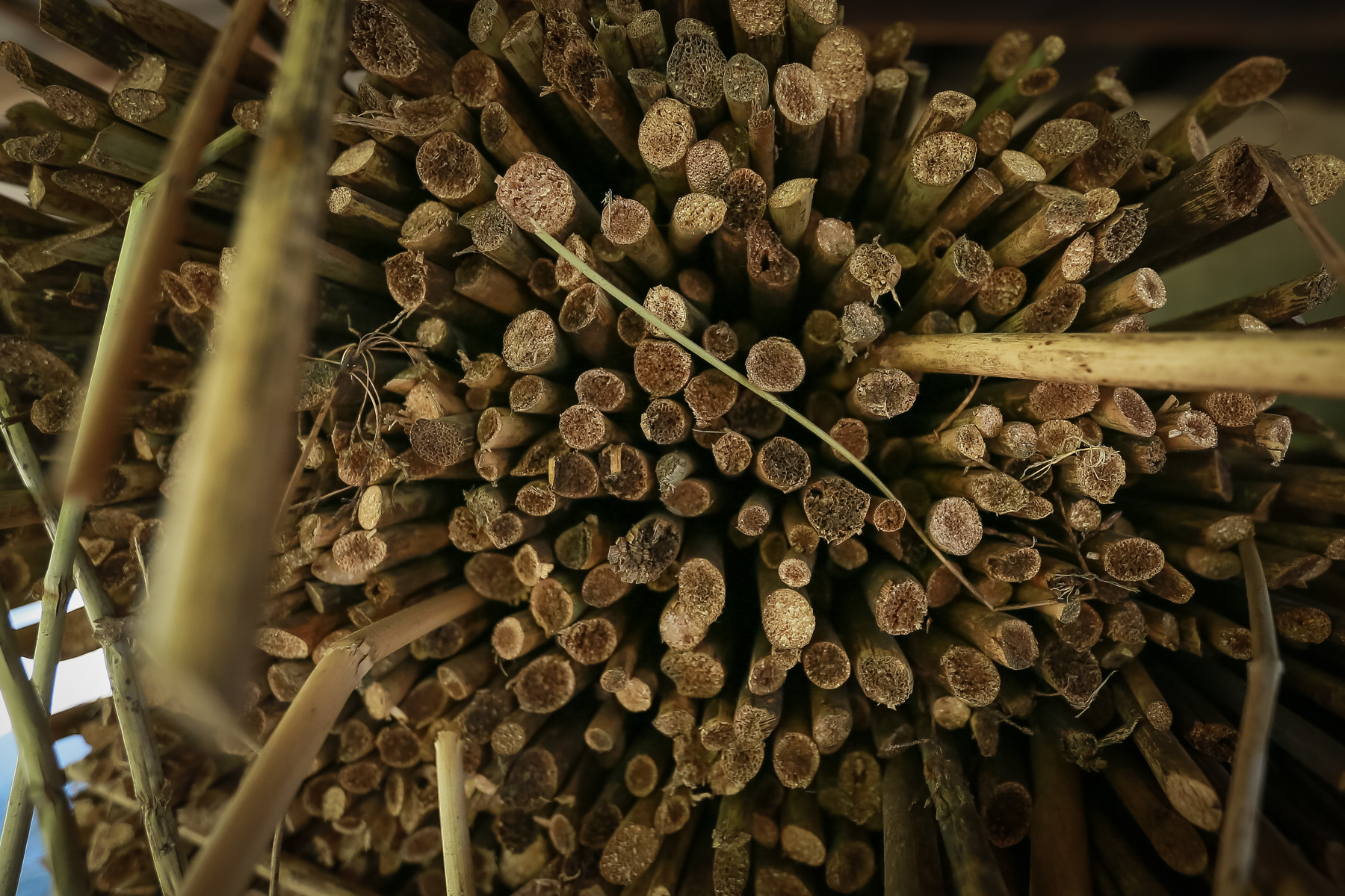 Dənizdən yığılmış qamışlar qurudulduqdan sonra istifadəsi üçün təmizlənir və həsir hazırlanmasına başlanılır