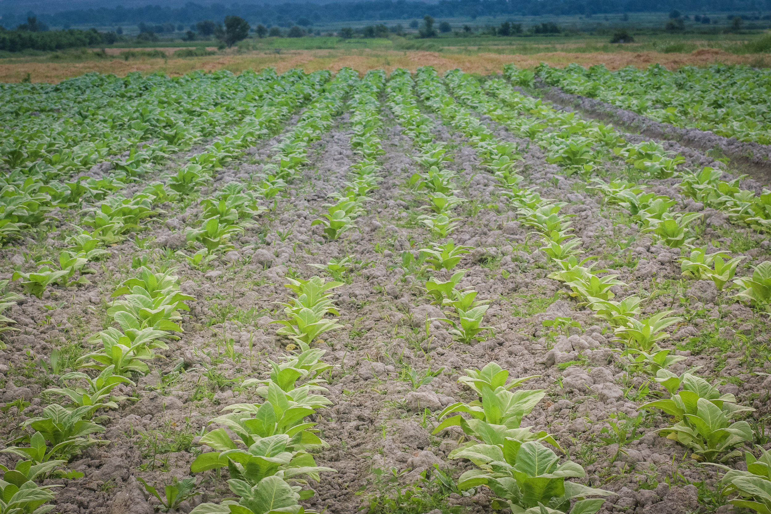 Əkilmiş tütün sahəsi.