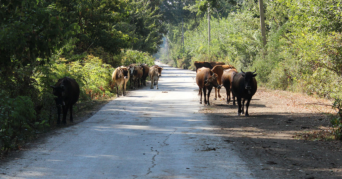 Erisimedi kəndinə gedən yolda olan mal-qara