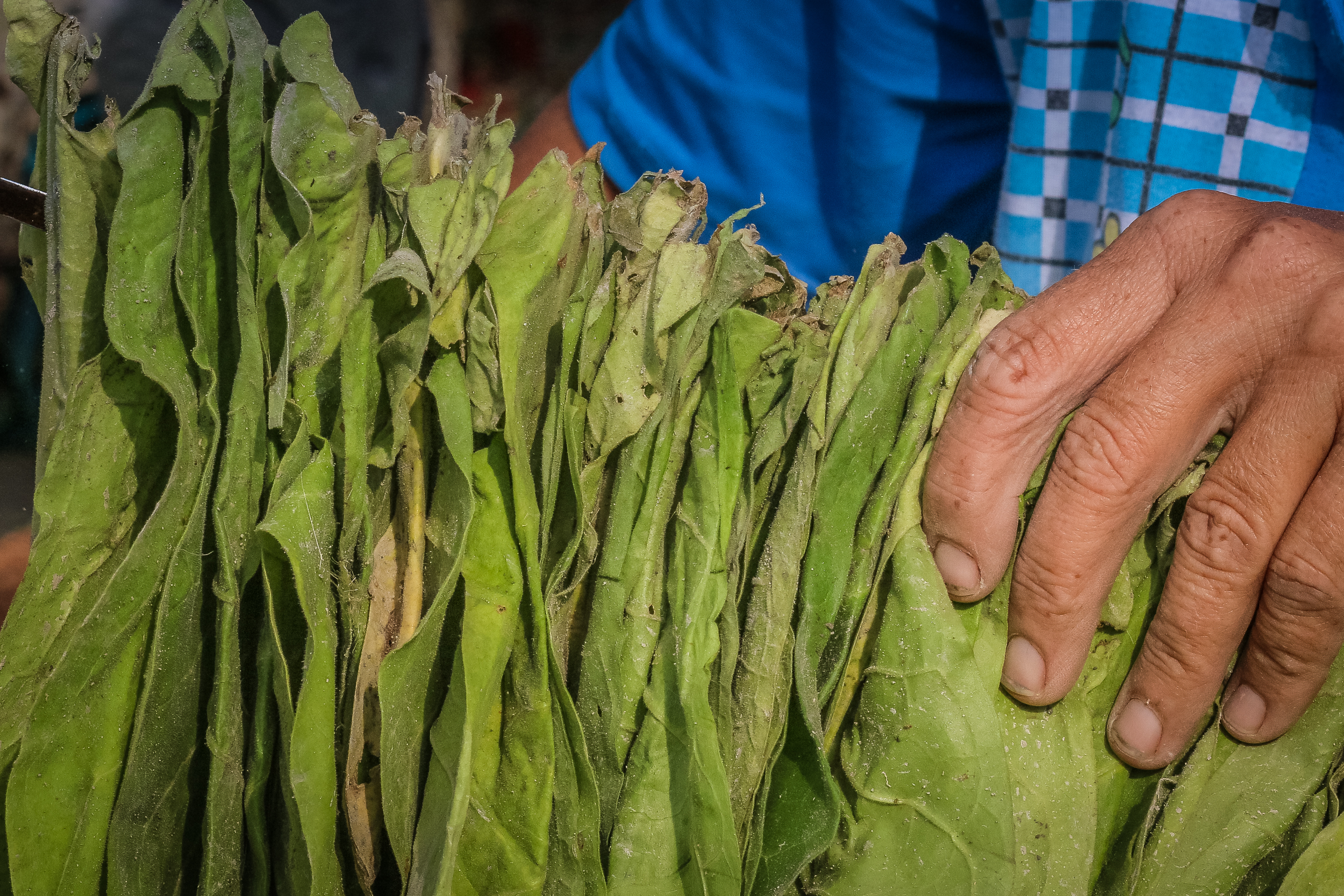 Fermer qurudulan 1 kiloqramlıq tütünü göstərir.