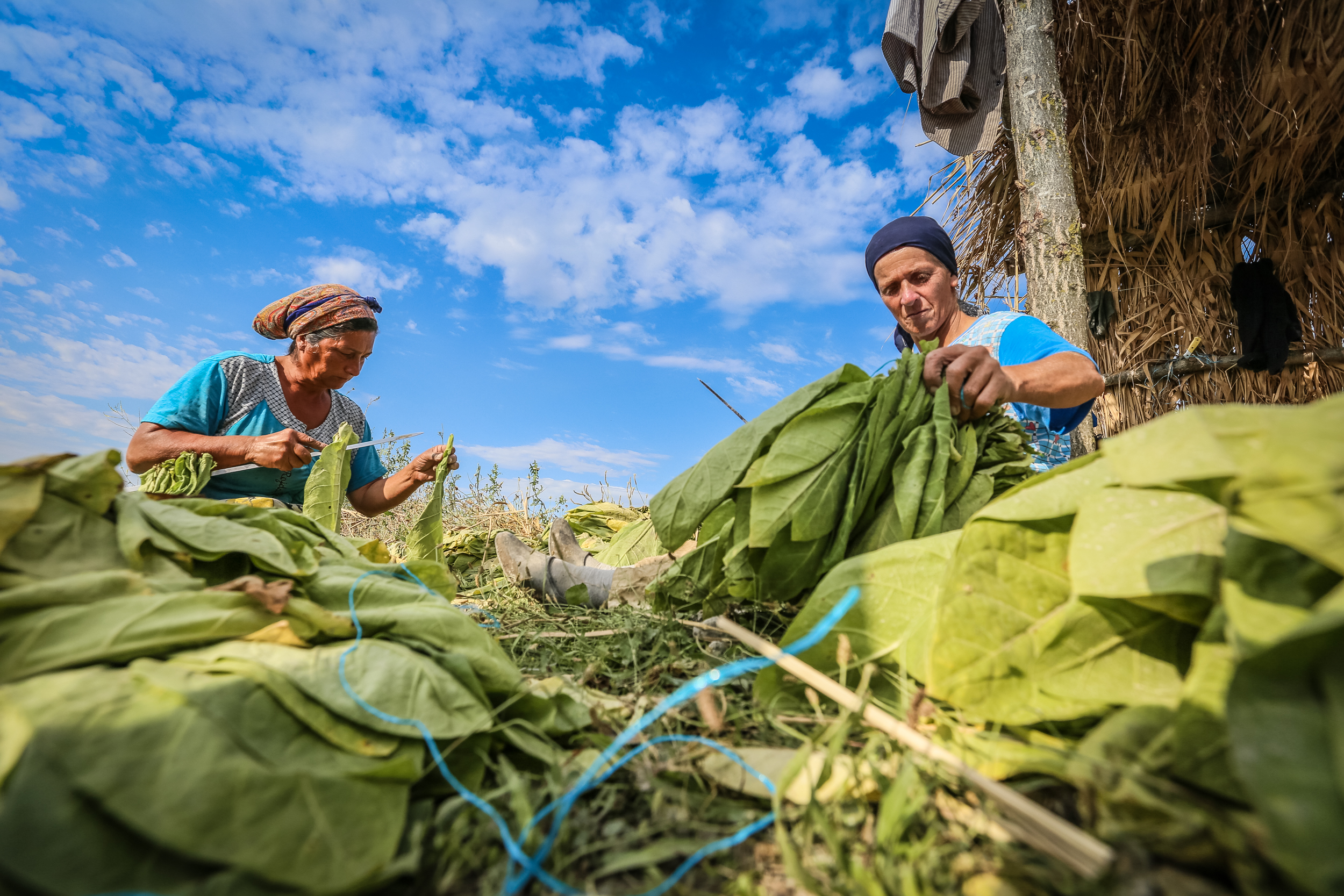 Fermerler dərilmiş tütün yarpaqlarını ipə yığırlar
