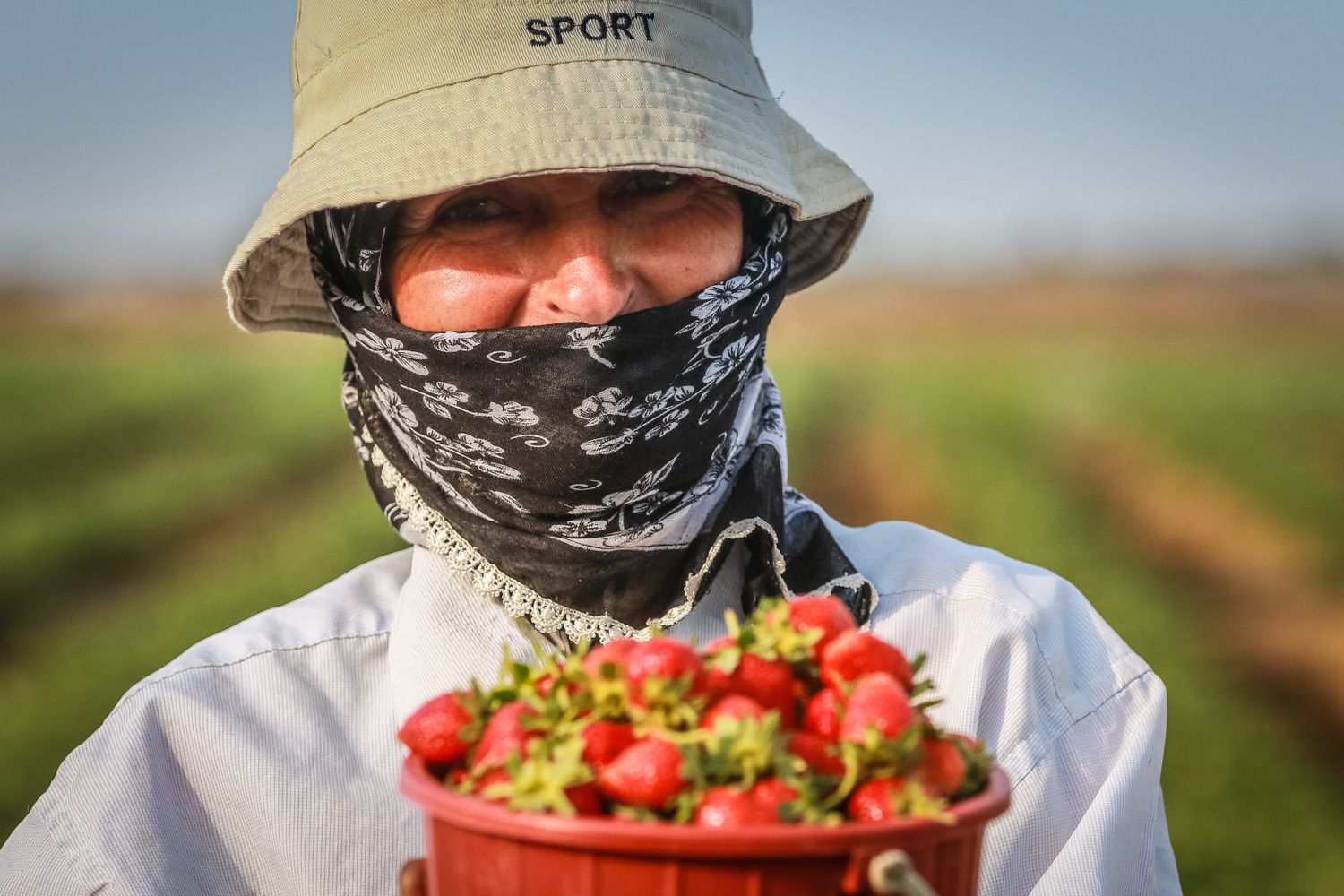 Fermerlər deyir ki, əgər hava şəraitinin əlverişli keçəcəyi təqdirdə çiyələk yığımından daha çox məhsul əldə etmək mümkündür