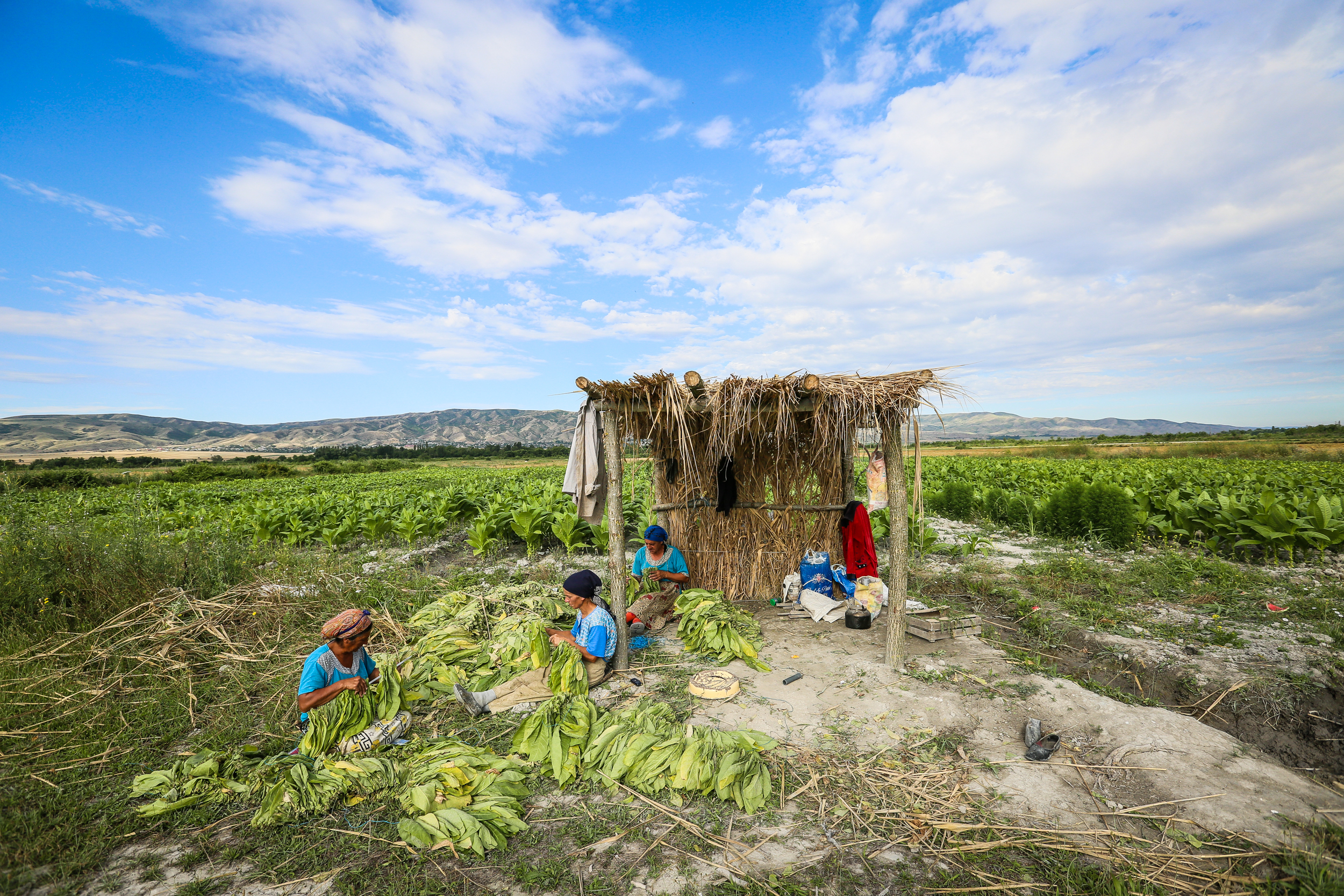 Fermerlər ilk yığımdan sonra tütünləri ayrıca bir ipə yığırlar ki, sonradan qurudanda çətinlik çəkməsinlər