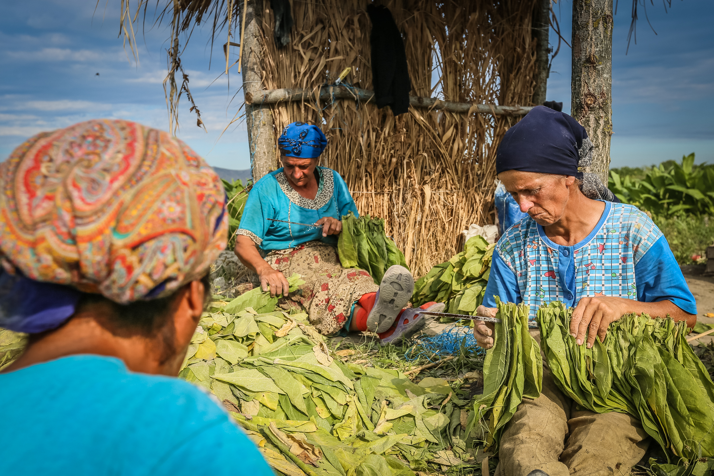 Fermerlər yığılmış tütünləri bir-bir ipə düzürlər