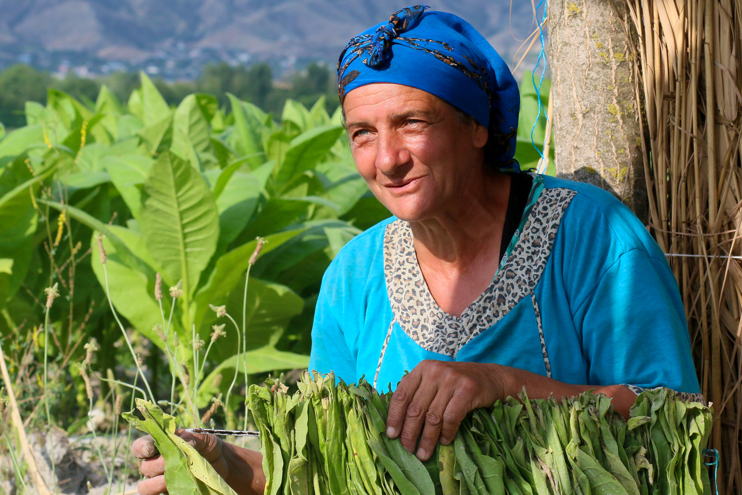 Gün ərzində bəzən 20-30 kq tütün yığmaq mümkün olur