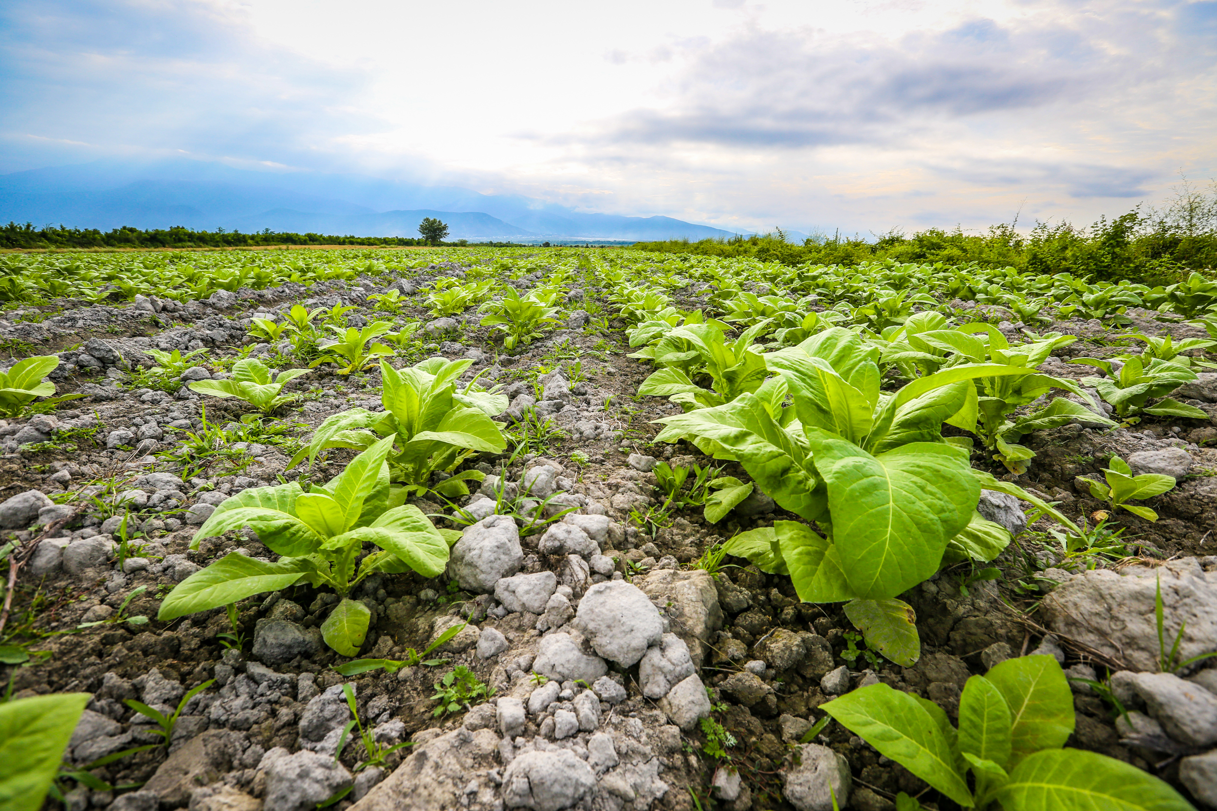Havanın günəşli keçməsi tütünün də sürətli böyüməsinə kömək edir