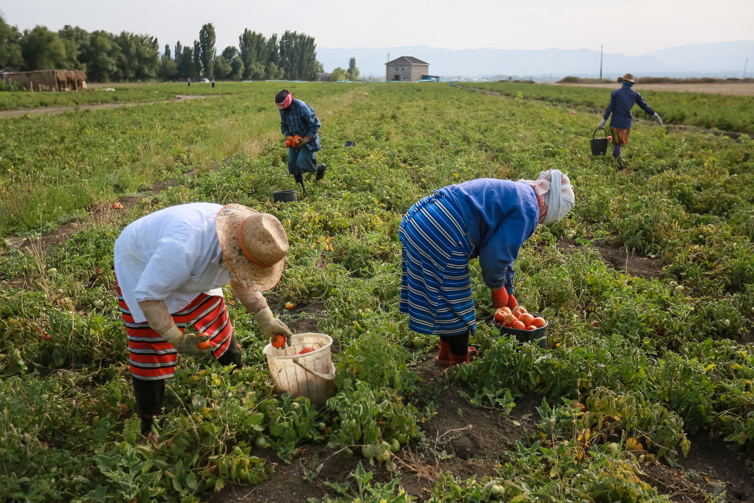 Havanın istisini nəzərə alan işçilər növbəli işləyirlər