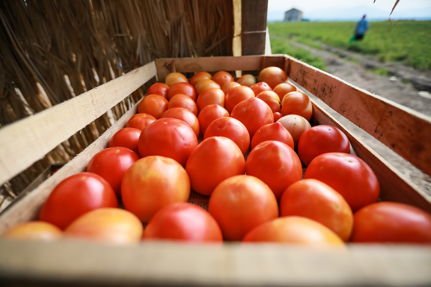 Hər qutuda 20-25 kq pomidor var ki, həmin bu pomidorlar bazarlara satışa çıxarılacaq