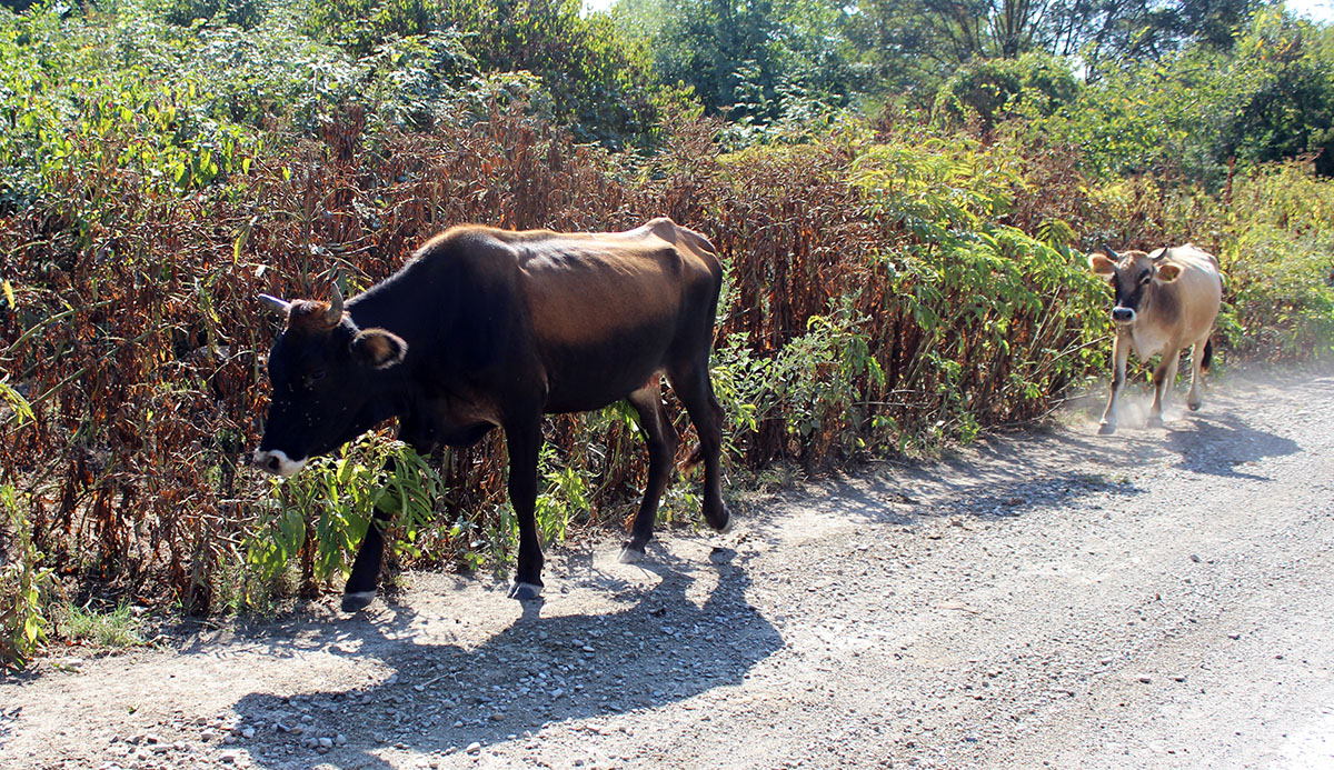 İki ölkə arasında otlayan mal-qara
