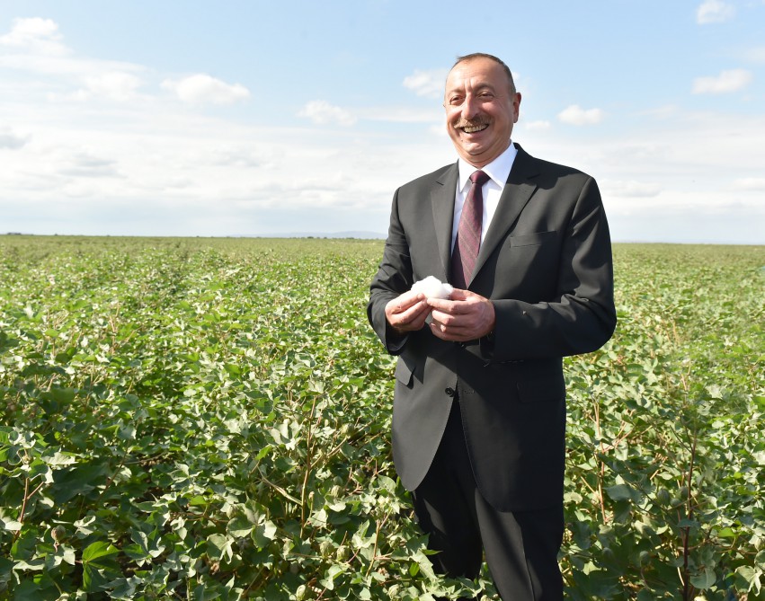 İlham Əliyev Salyanın Kürsəngi kəndində pambıq sahələrinə baxıb