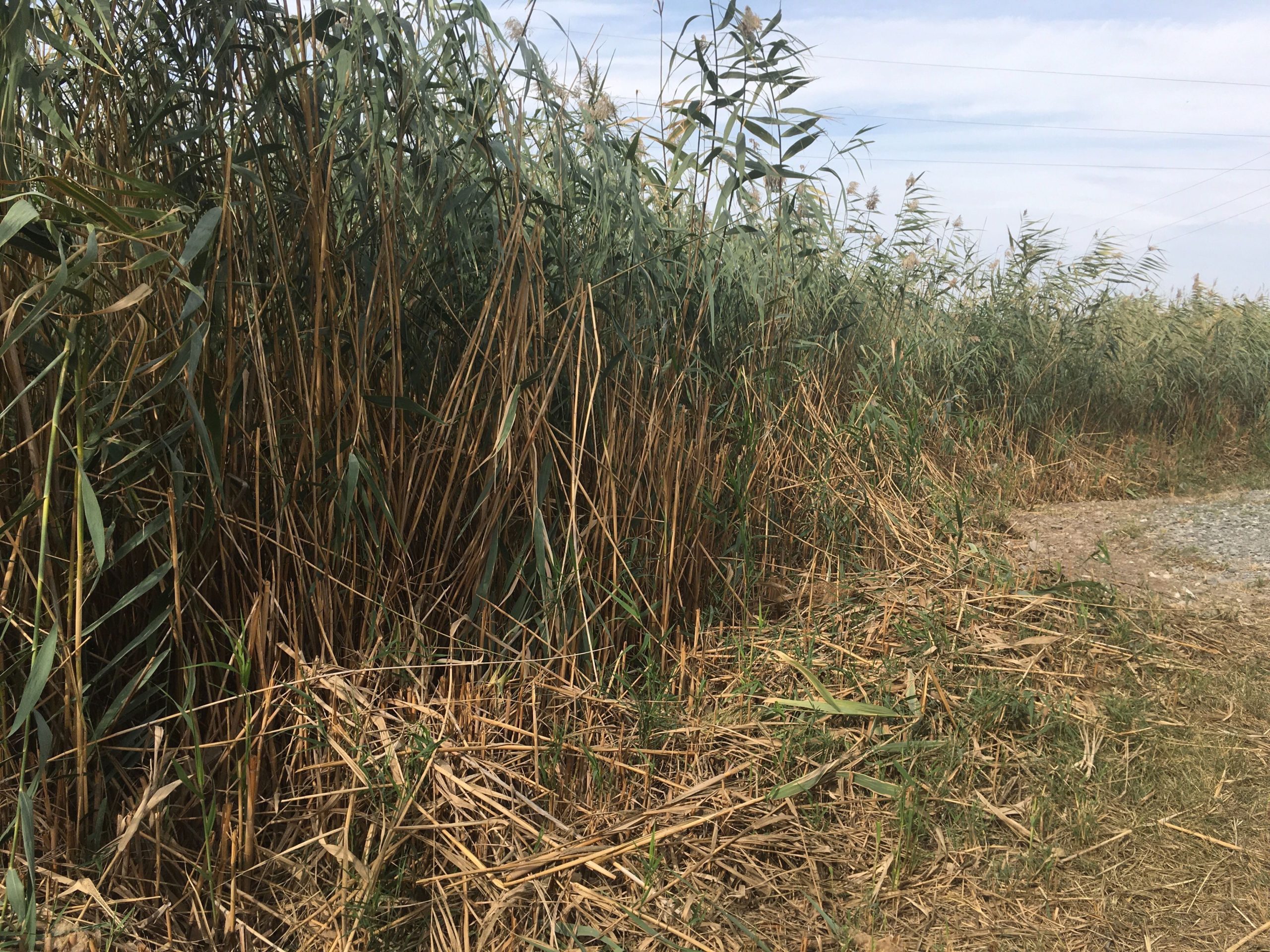 image_from_ios (8).jpg