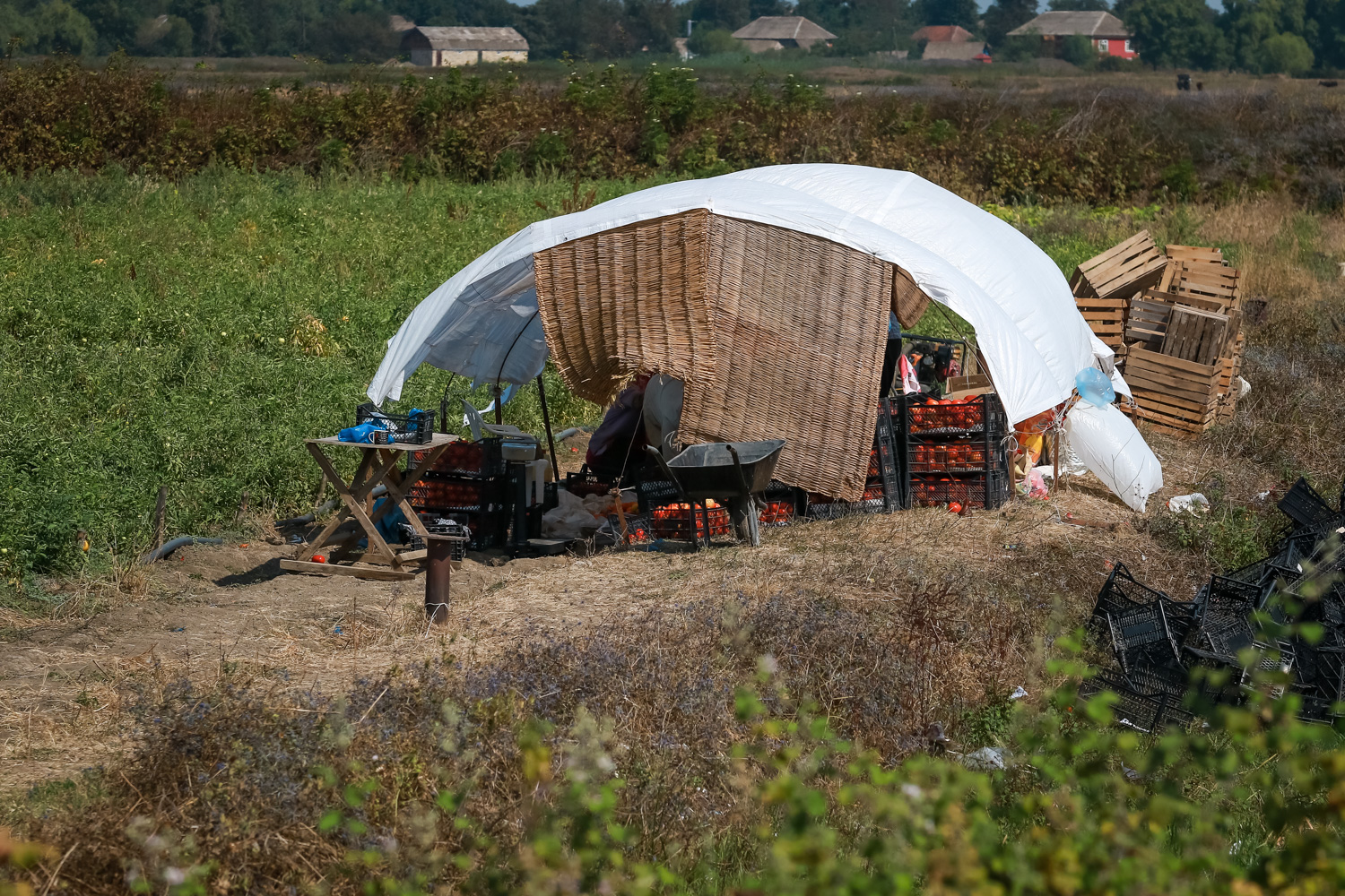 Kənd sakinləri pomidor sahələrində xüsusi yer düzəldərək, yığılmış pomidorları ora gətirir və qutulara yerləşdirirlər