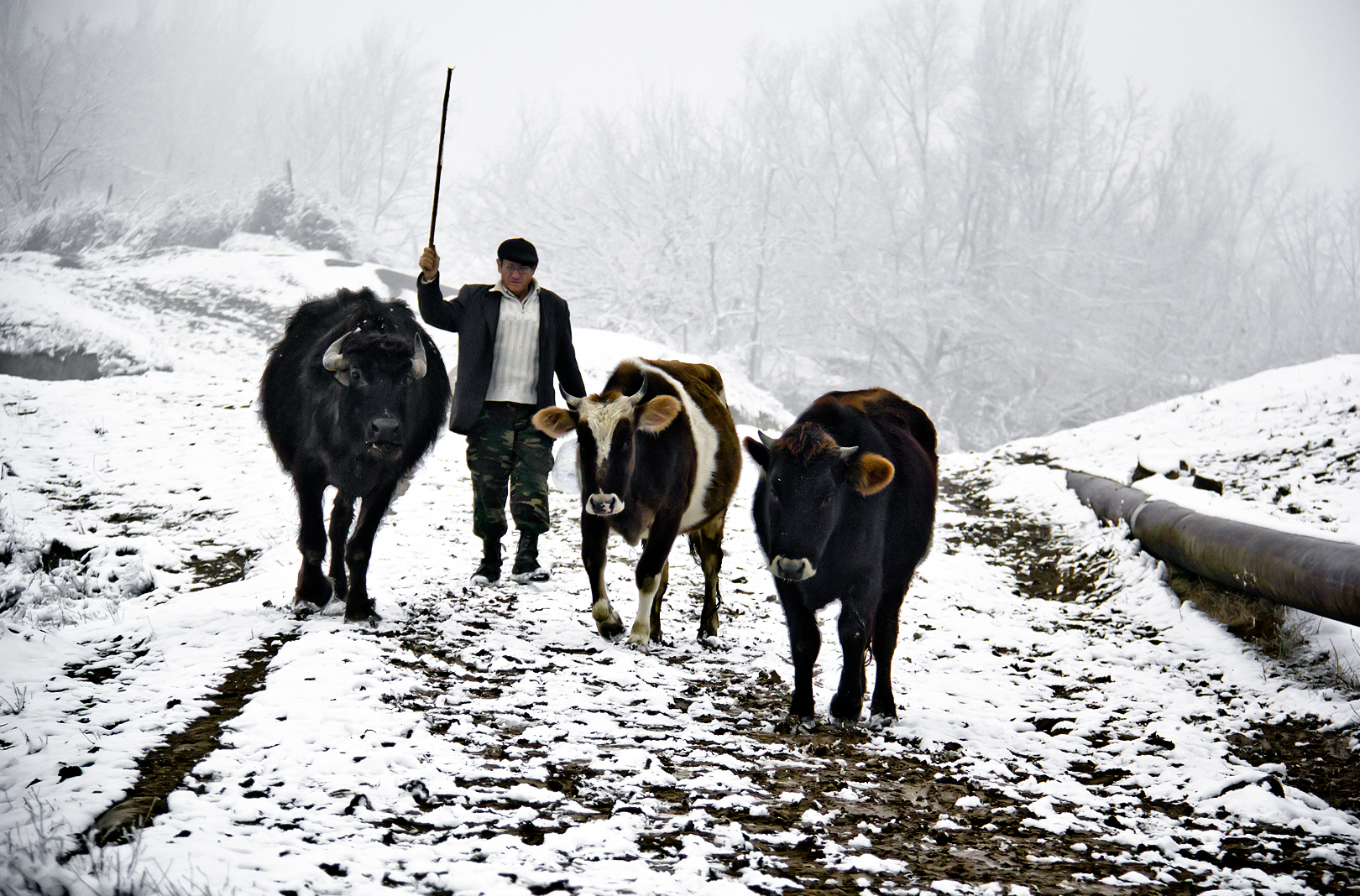 Kənddə əsas məşğuliyyət maldarlıq və əkinçilikdir