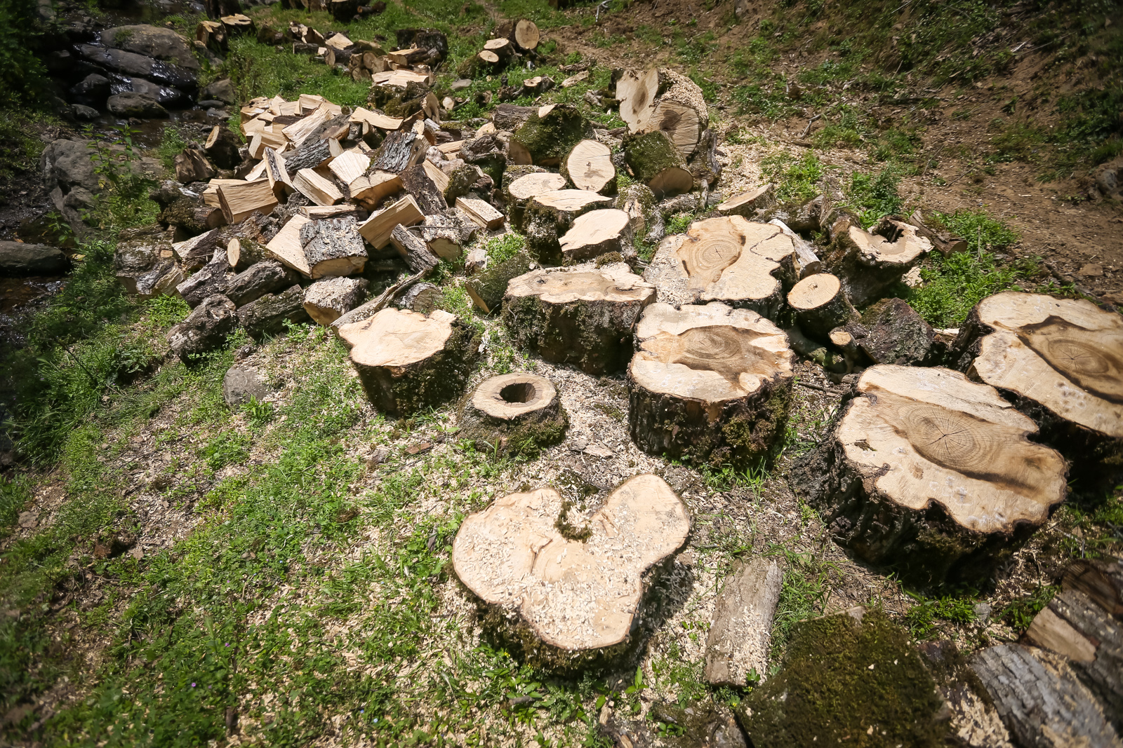 Kənddə işıq olmadığından kənd sakinləri qurumuş ağacları kəsərək odun hazırlayır