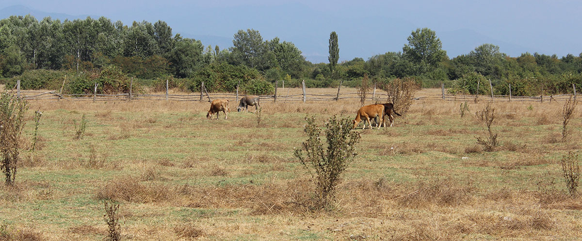 Köhnə hasar sərhəd kimi istifadə olunur