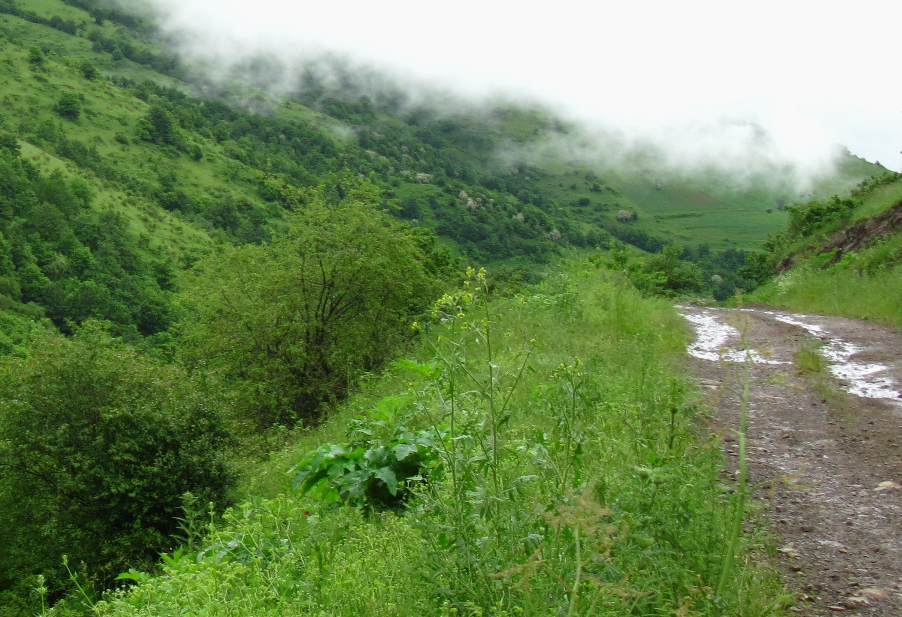 Makov kəndi, Zaqatala