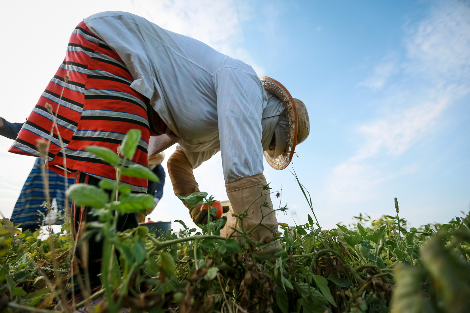Masallının çöl kəndlərinin demək olar ki, hamısında pomidor yığımına start verilib