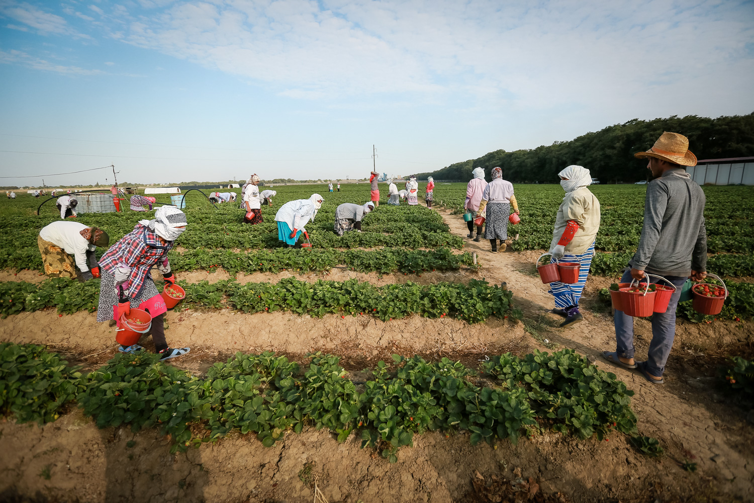 Orta hesabla hər bir 1 hektarlıq çiyələk sahəsindən 30-35 ton məhsul götürmək mümkündür