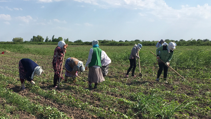 Pambıq əkimi (arxiv)