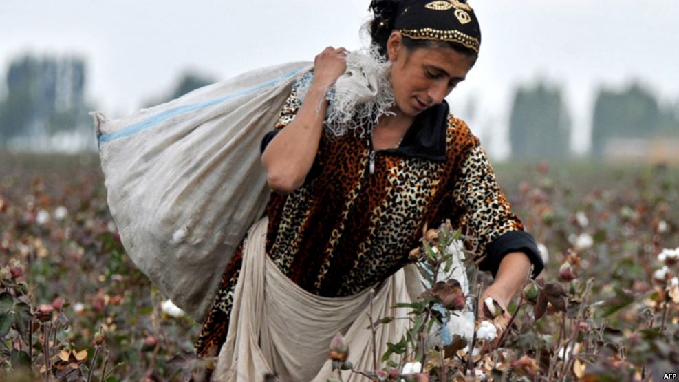 Pambıq yığımı, foto: AFP