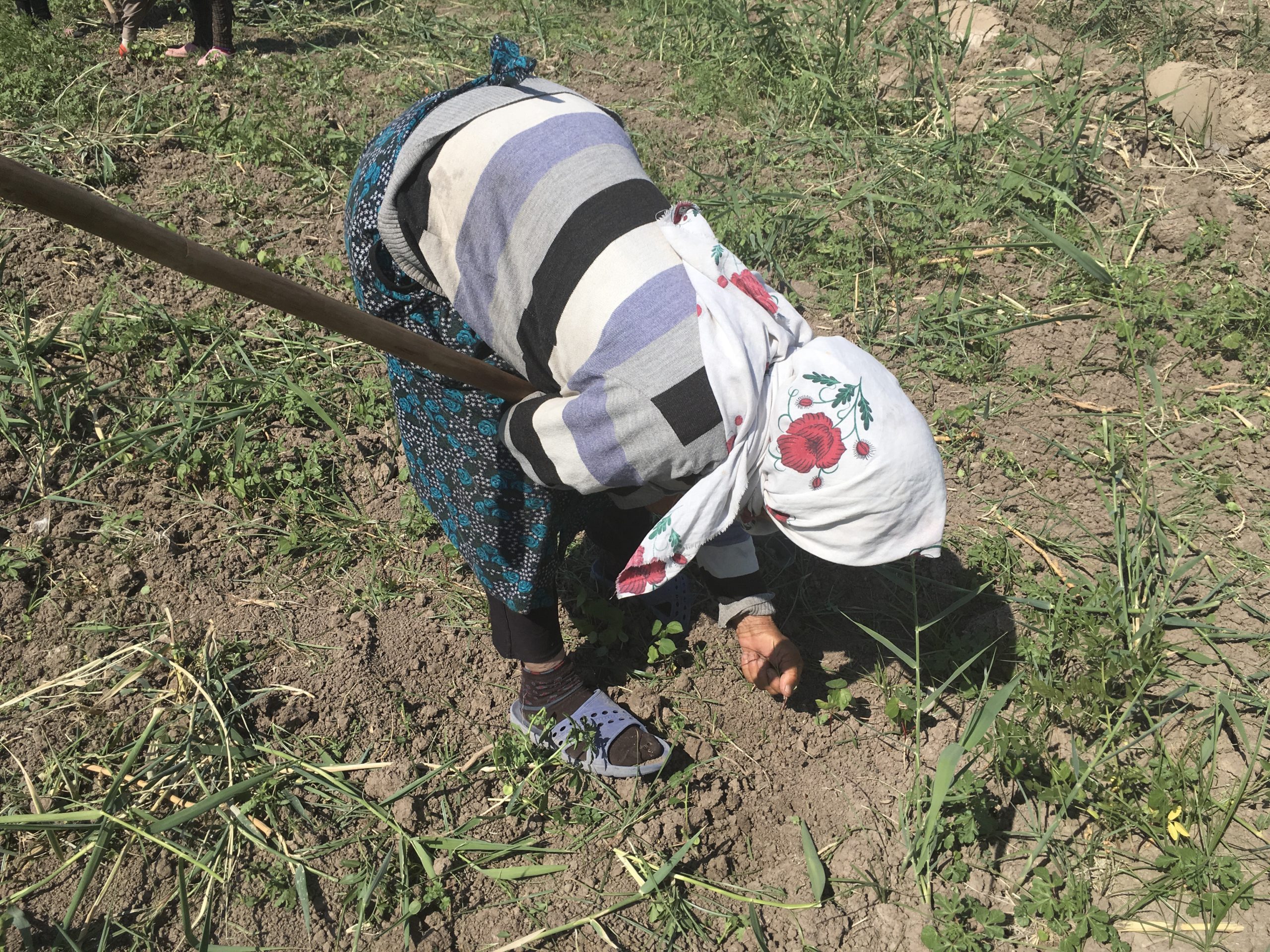 Pulling weeds without gloves in an Imishli field