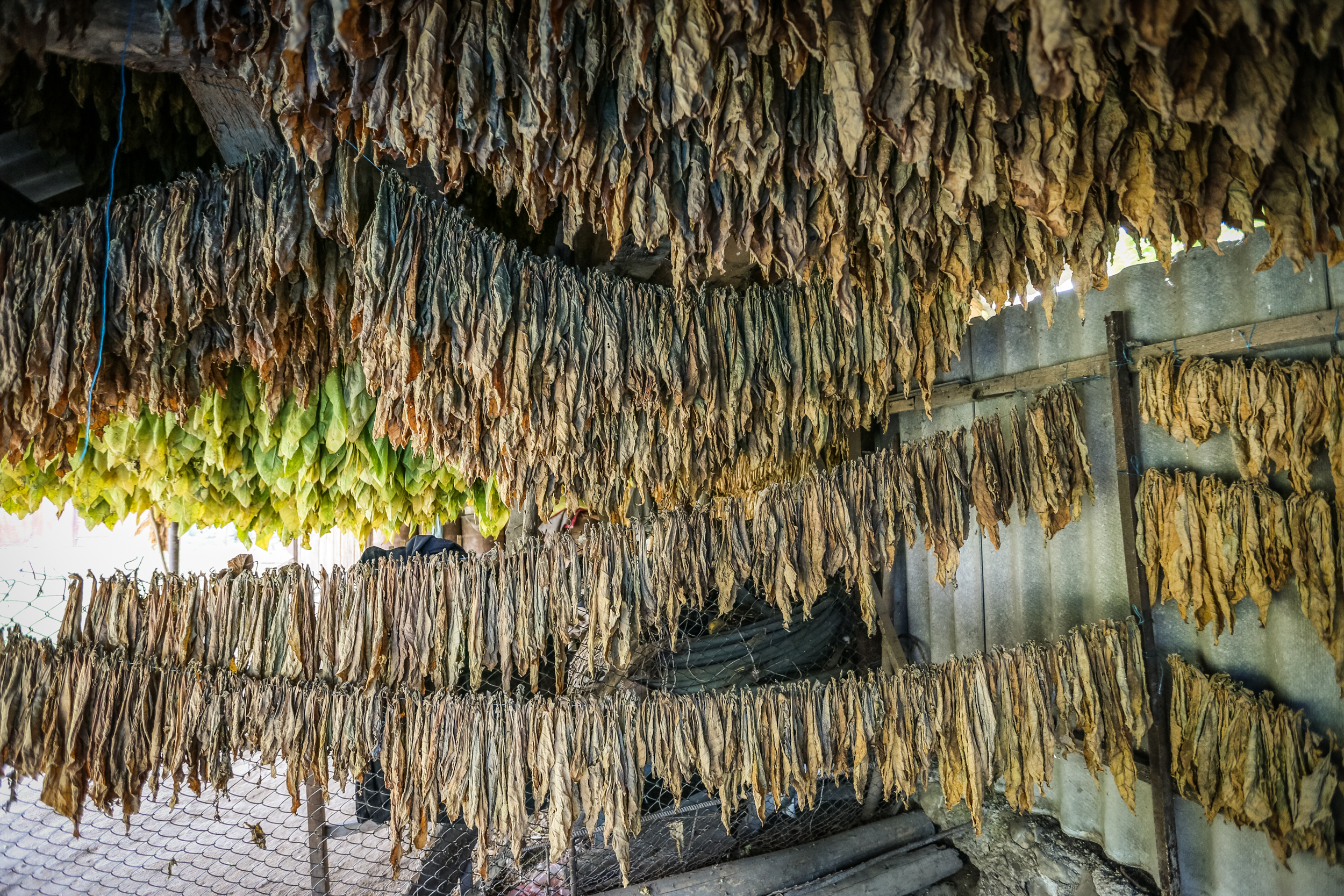 Qurumaq üçün yığılan tütünlər