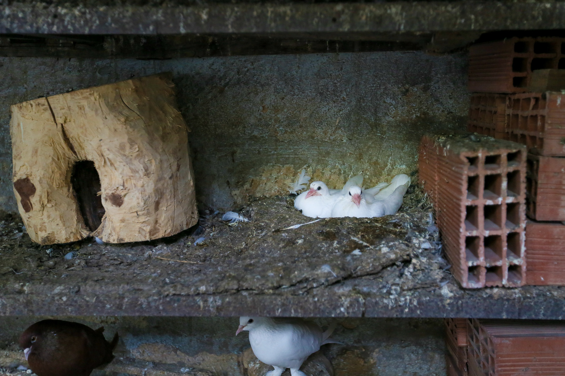 ”Quşların yuvalarını dərmanlayıram ki, onlara mikrob düşməsin”