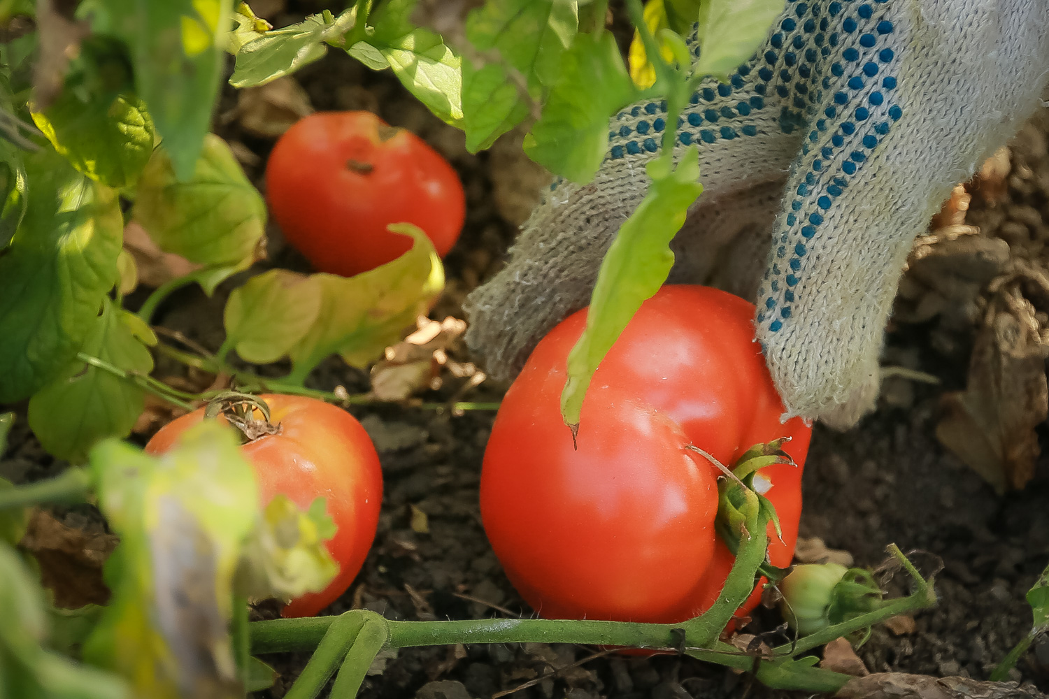 Sahədən yığılan pomidorları qadınlar xüsusi qutulara yığmaq üçün təyin etdikləri əraziyə aparırlar