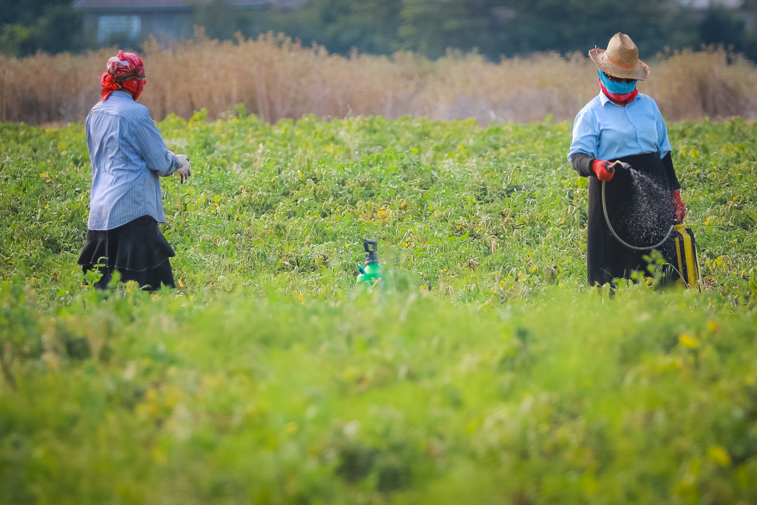 Sahədən yığılmış pomidorlar sonradan xüsusi qutulara yığılaraq satışa göndərilir