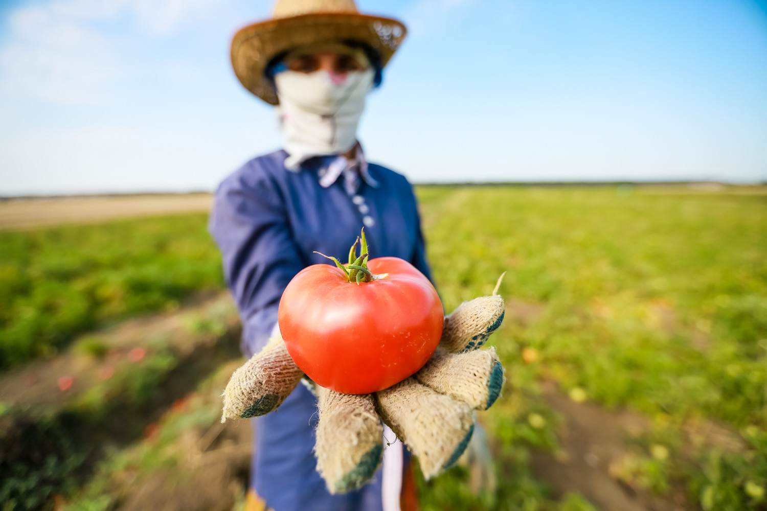 Sahələrdəki pomidorun qiyməti 10-15 qəpik, bazarda isə 50-70 qəpik arasında dəyişir