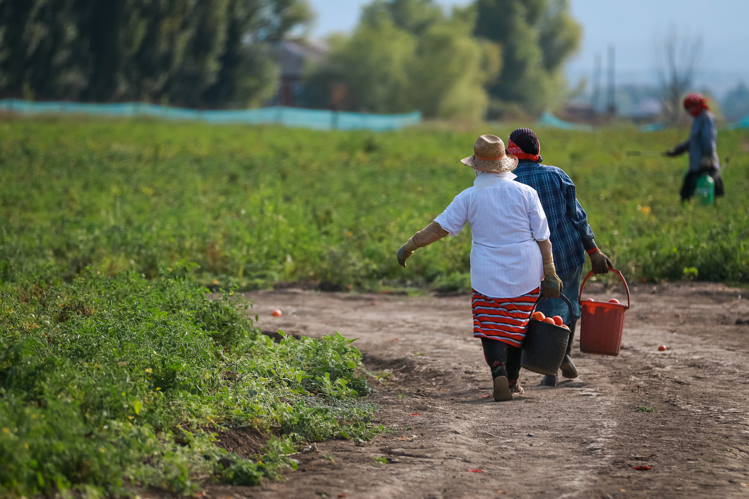 Səhər 9-dan axşam 6-ya qədər pomidor sahəsində yığım davam edir