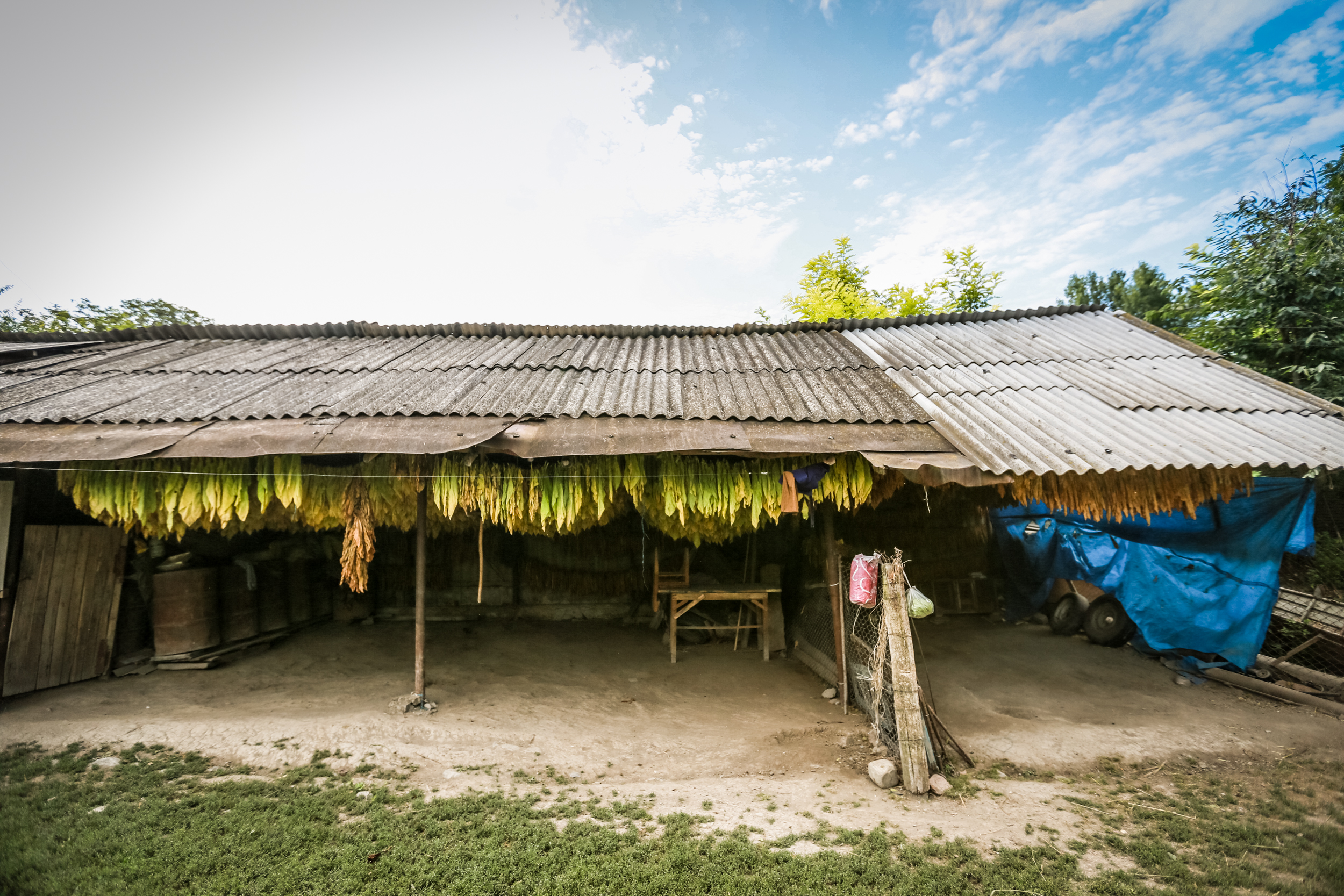 Tütün quruması üçün xususi bir yerə yığılıb