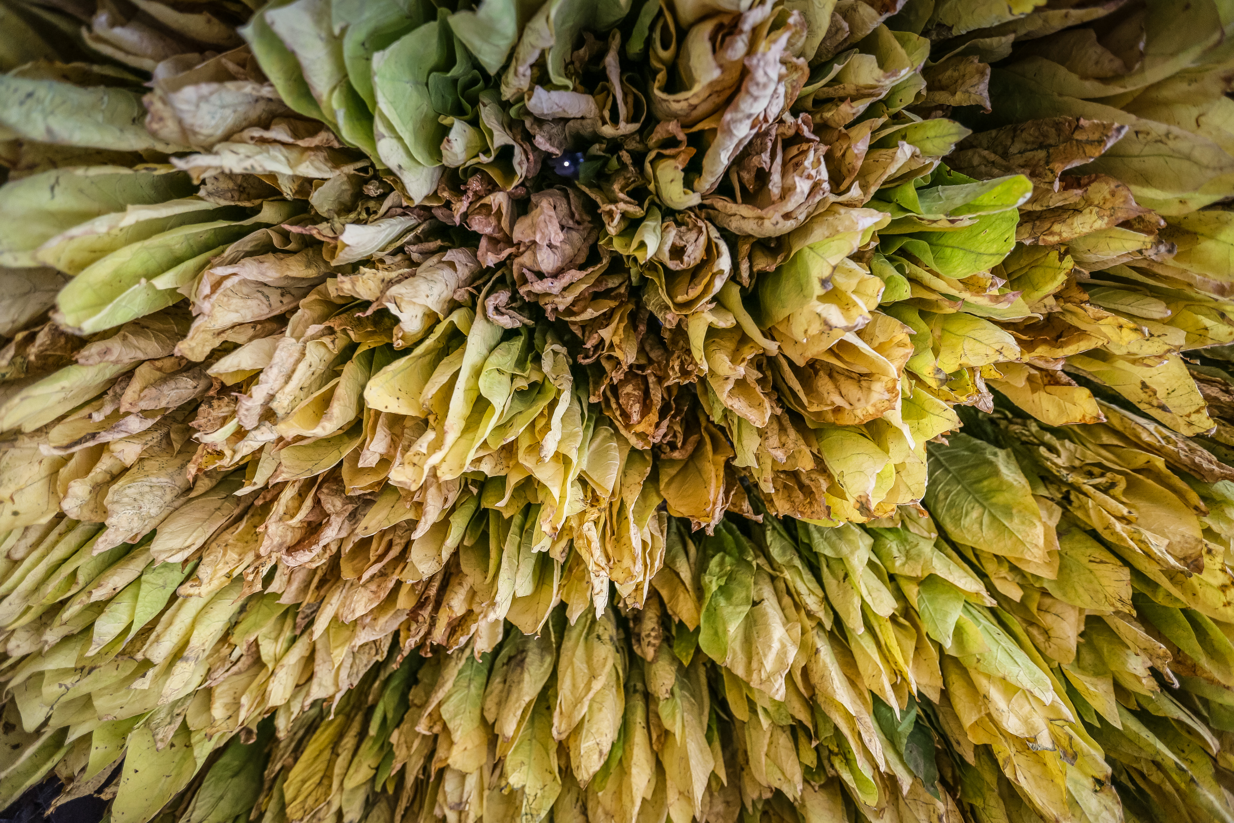 Tütünü yığmaq çətin olsa da, fermerlər artıq bu çətinliyə öyrəşiblər