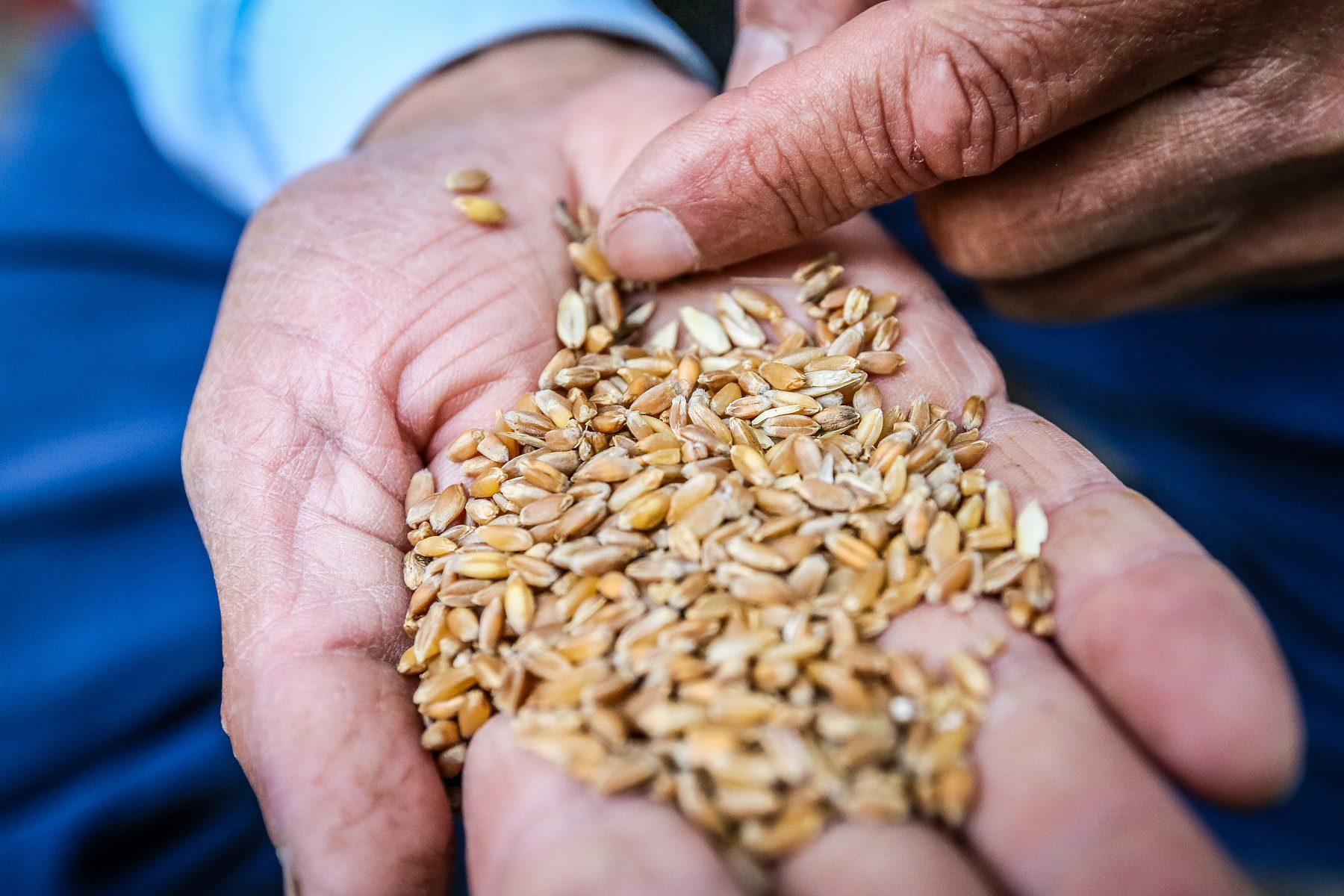 ”Yem alanda belə çalışıram keyfiyyətlisini alım ki, sonradan göyərçinlər zəhərlənməsin”
