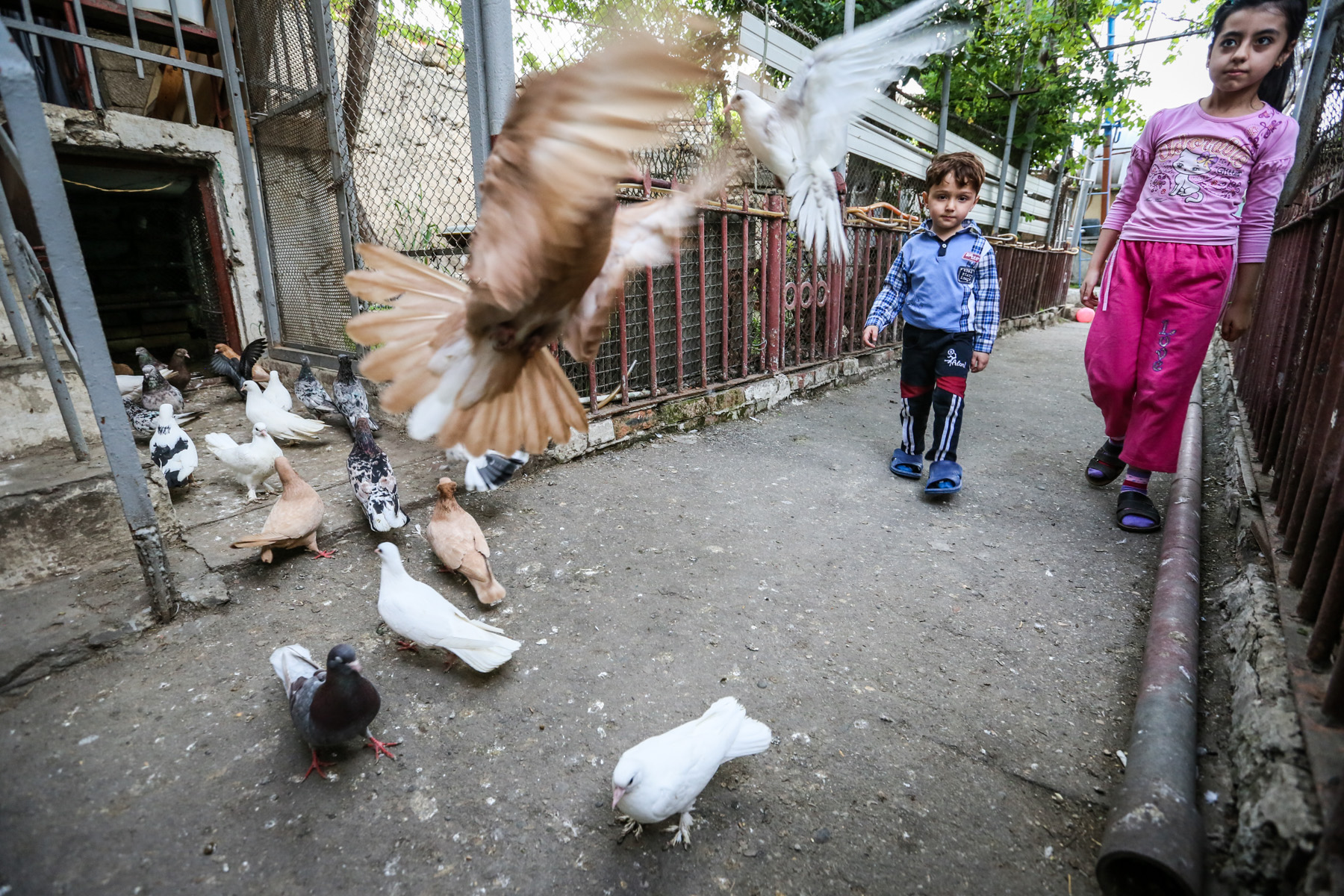 ”Yeni rəng quş almaq üçün bəzən müxtəlif rəngli quşları bir yerə qoyuram ki, cütləşdikdən sonra alınan bala tamam fərqli olsun”
