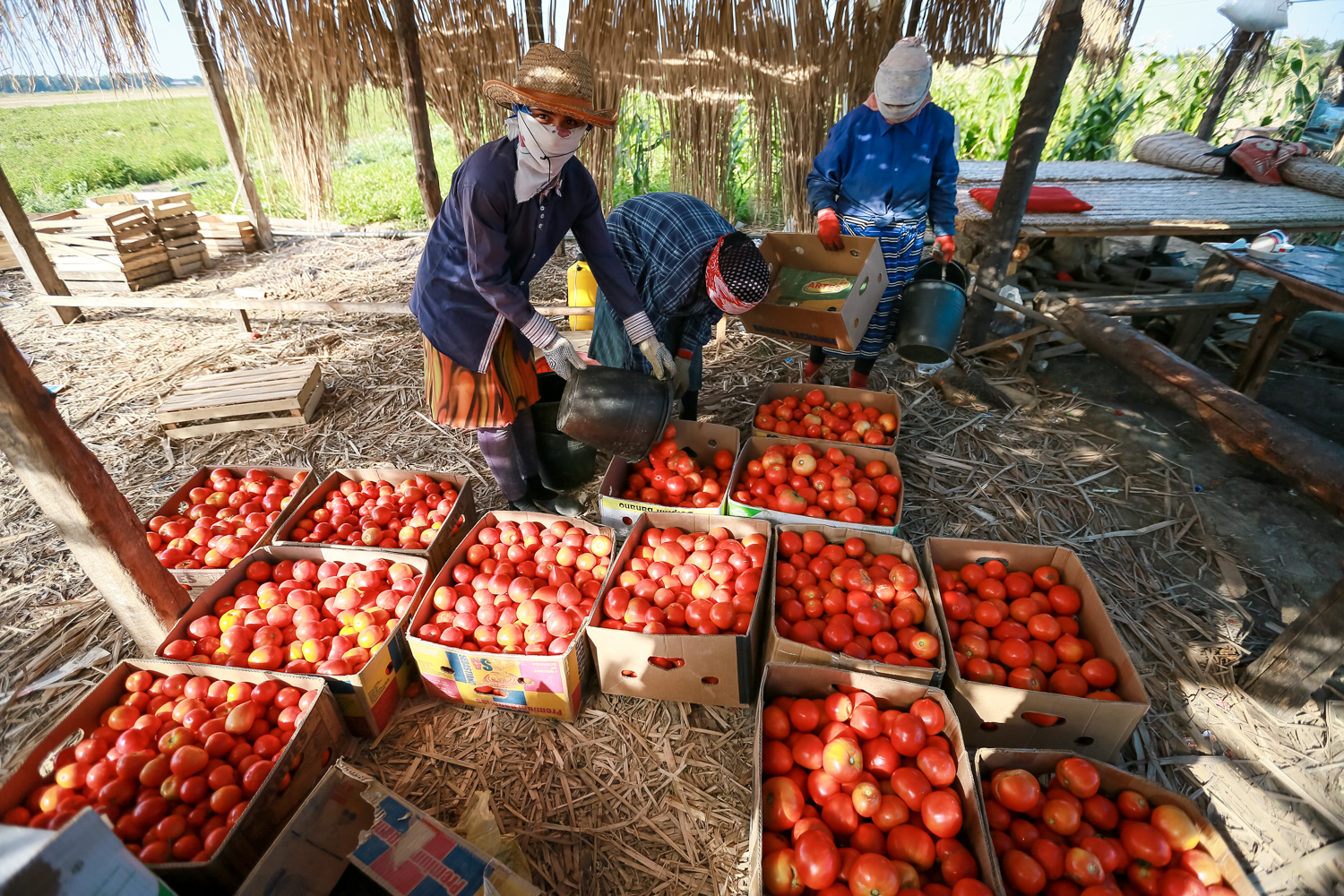 Yığılan pomidorlar çeşidlənir