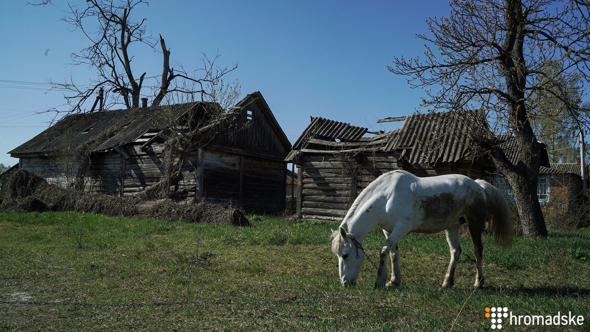 Zelenaya polyana, Polesye rayonu, Kiyev bölgəsi