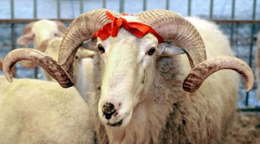 Qurban bayramı