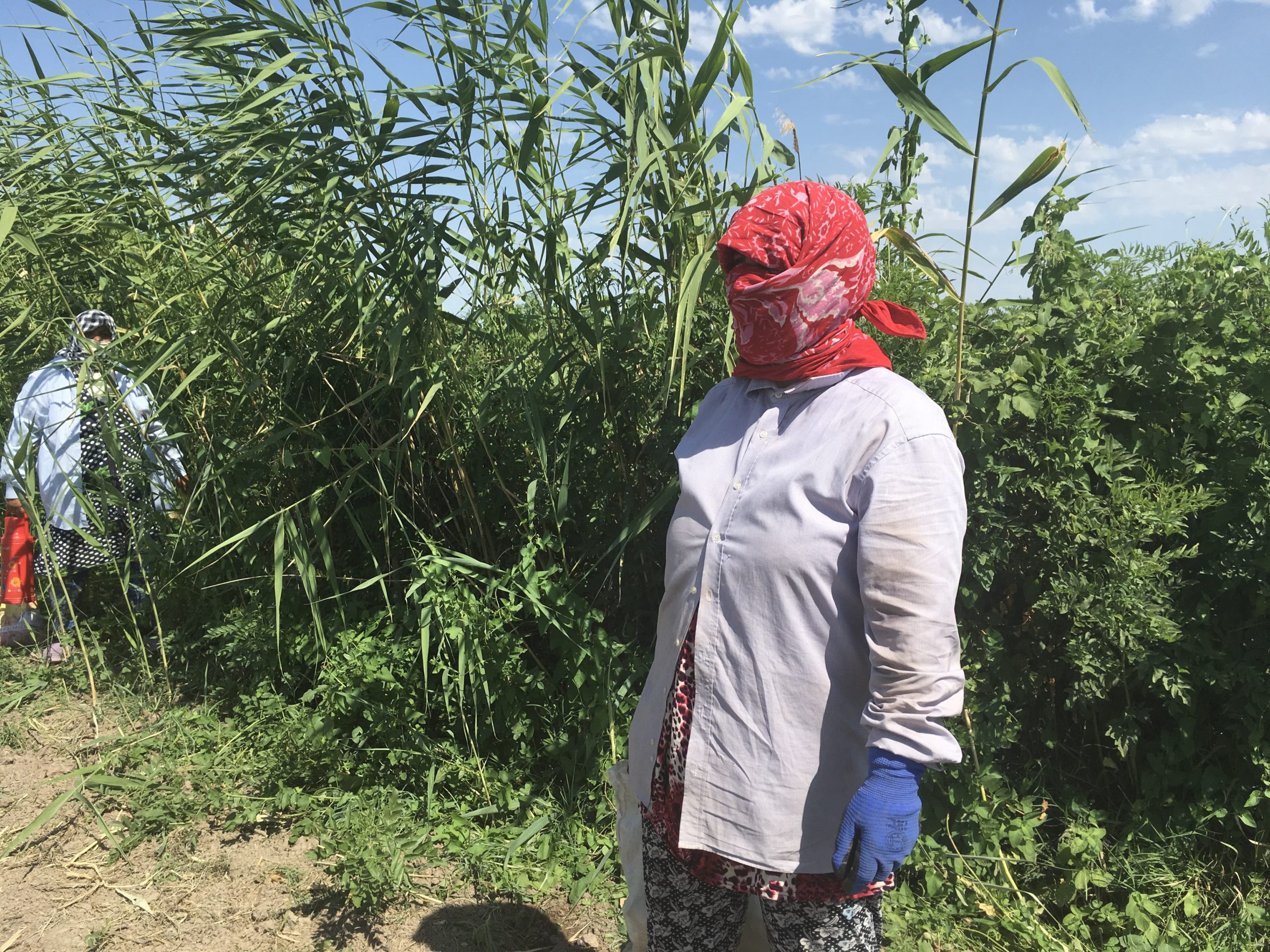 İmişli tarlasında çalışan pambıqçılar