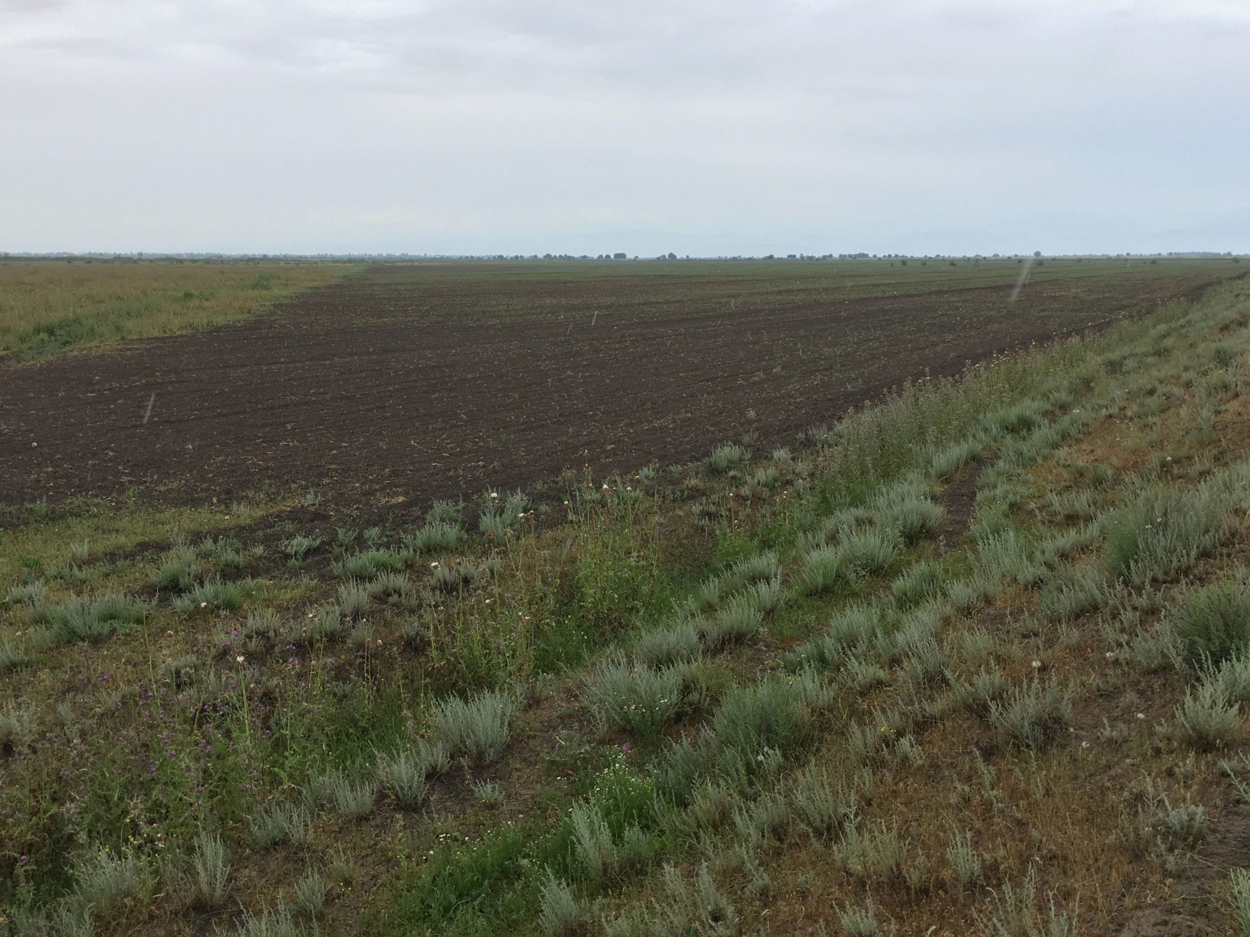 Kənd sakini Əbülfəz Məmmədovun da istədiyi odur ki, istifadəsində olan torpaq sahəsi sənədləşdirilsin, fermer təsərrüfatları yaradılsın