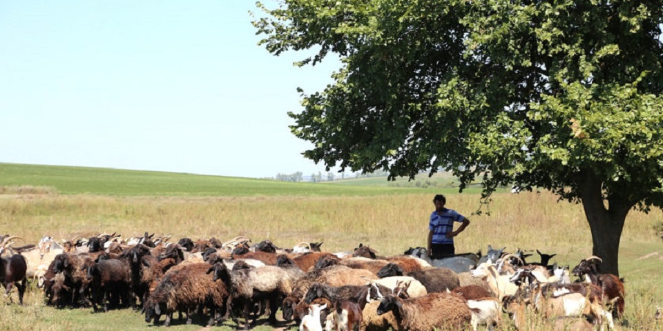 Село Еленовка
