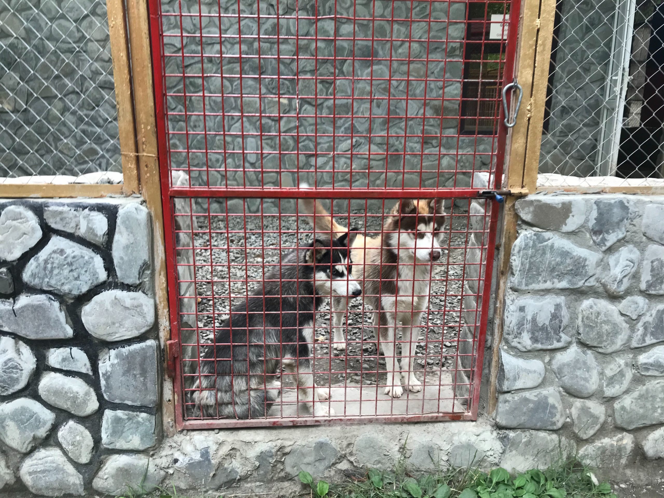 Heyvanlar haqqında heç bir məlumat və bələdçi yoxdur, bildiyiniz əsir düşərgəsidir.