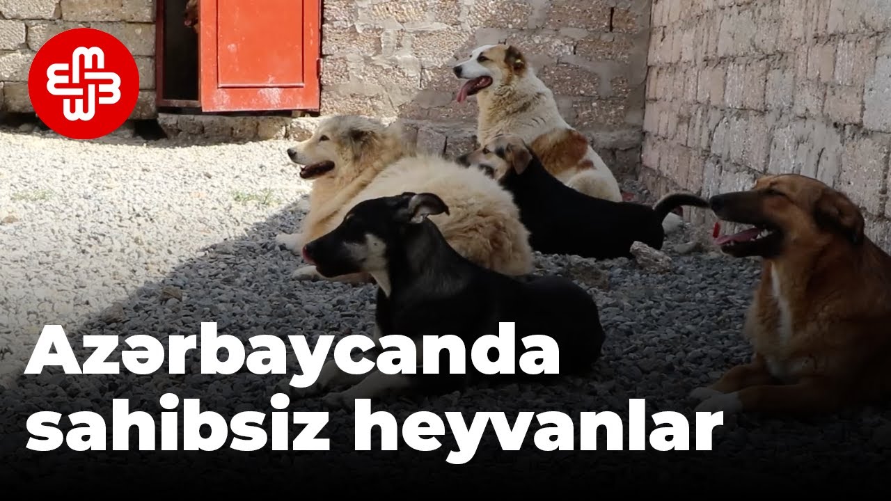 sahibsiz heyvanlar