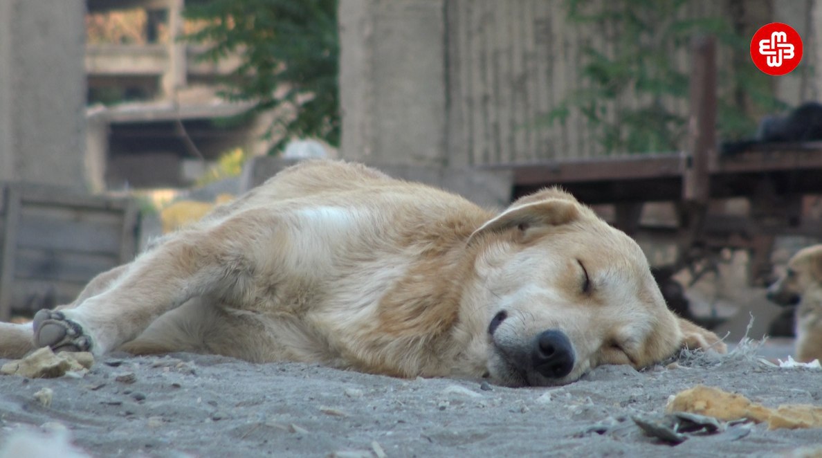 "Sərt karantin günlərində küçə heyvanları ac qalıb"